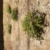 クリーピングタイムを植えています 先週から植えていますが 買っ Yahoo 知恵袋