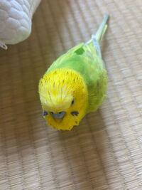 アキクサインコについて質問です ずっと小鳥を買ってみたくて最低の知識は Yahoo 知恵袋