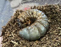 カブトムシの幼虫が茶色っぽくなってしわしわになってきましたこれは Yahoo 知恵袋