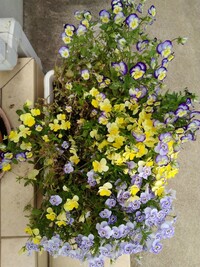 パンジーやビオラって花が終わったらどうするんですか いまパンジ Yahoo 知恵袋