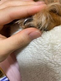 先ほど犬の爪切りで出血してしまいました お散歩には行っ Yahoo 知恵袋