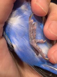 セキセイインコの爪が1本だけ黒いです どうしてでしょうか 右足の 後 Yahoo 知恵袋
