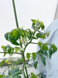 追肥していないのにミニトマトの葉が丸まります ベランダで育てて Yahoo 知恵袋
