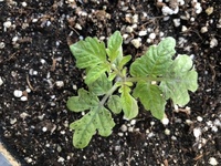 ミニトマトの苗木が日光を浴びると元気がなくなります どう対処すれば良いでしょう Yahoo 知恵袋