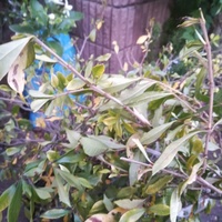 クチナシの花の苗です 新芽が黒くなっています 葉っぱも黄色になり 虫に Yahoo 知恵袋