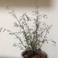 観葉植物の根腐れについて コロキアワイヤースターを2週 Yahoo 知恵袋