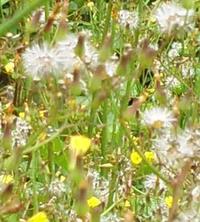 黄色い花と 綿帽子の両方をつけている変な花 野草 名前おし Yahoo 知恵袋