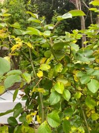 バラの葉の黄変について教えてください いつもお世話になります バラにつ Yahoo 知恵袋