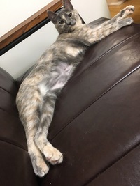 画像がなかったので再投稿 この猫ちゃんは灰サビトラ という Yahoo 知恵袋