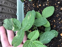 枝豆の葉に白い斑点ができているのですがこれはなんでしょう すごくちっちゃいので Yahoo 知恵袋