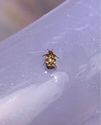 外でメダカを弄っているとこの虫が大量に居るし 体にくっついてきます ど Yahoo 知恵袋