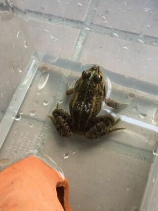 近所の用水路で初めてみるカエルを捕まえました このカエルは有名なト Yahoo 知恵袋