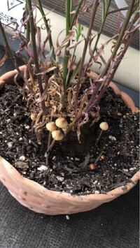 鉢植えにキノコ