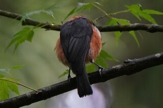 野鳥に詳しい方 教えてください この鳥は何という鳥でしょうか 後ろ姿で Yahoo 知恵袋