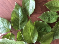 ミモザと百合の香り ミモザってどんな香りですか ミモザの香り Yahoo 知恵袋