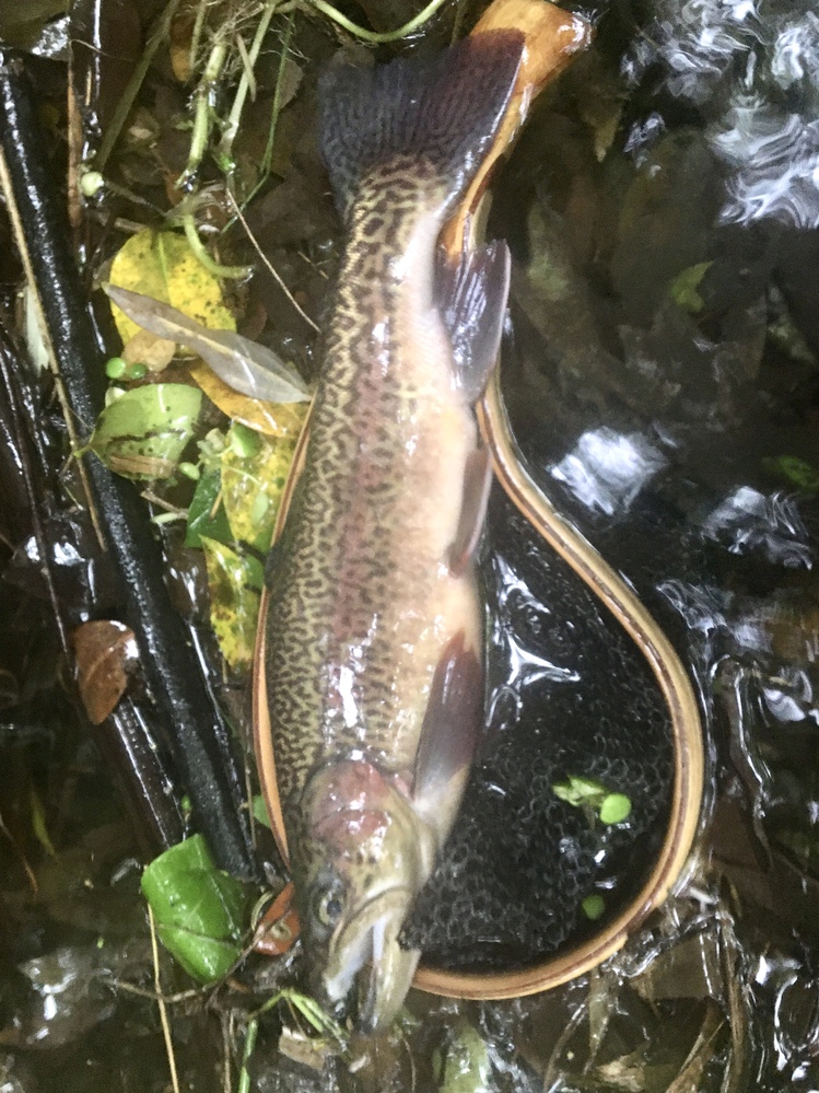 この個体はカワサバでしょうか よく行く川で初めて釣れました ほとん Yahoo 知恵袋