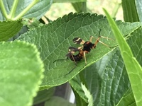 朝 紫陽花の葉についていました はじめて見た虫で 蜘蛛みたいだし 羽根 Yahoo 知恵袋