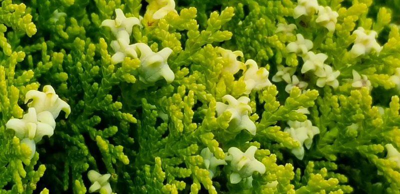 生け垣のヒバだと思うのですが金平糖のようなものは実でしょうか