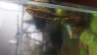 熱帯魚の病気について普段は流木等に付いて あまり動かないオトシンネグロ Yahoo 知恵袋