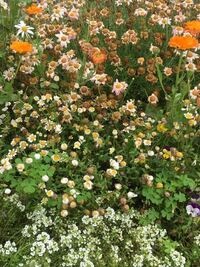 マーガレットやキンセンカ ノースポールなどを花壇に植えている Yahoo 知恵袋