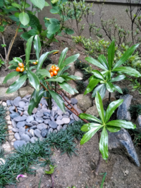 沈丁花って実がつくものですか 山でとってきたものです Yahoo 知恵袋