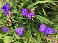 花の名前を教えて下さい 5月日撮影です 3弁の青紫色の単子葉植物で Yahoo 知恵袋