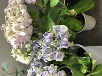 紫陽花が萎れています 一昨日買ったばかりの紫陽花の鉢植えですが 昨日か Yahoo 知恵袋