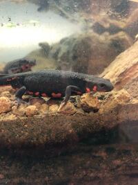 アカハライモリについての質問です 多頭飼い オス5匹 Yahoo 知恵袋