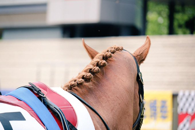競走馬のたてがみ - これはドレッドヘアーですか？ - Yahoo!知恵袋