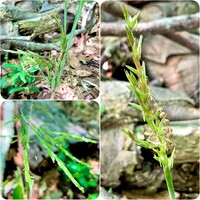 笹の花でしょうか 笹 竹 の花が咲くのは数十年に一度あるか Yahoo 知恵袋