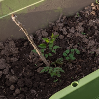 タラの芽は挿し木でつきますか タラの芽をいただき遊びでプ Yahoo 知恵袋