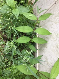 この植物の名前を教えてくださいよろしくお願いします 真ん中の茎の赤い植 Yahoo 知恵袋