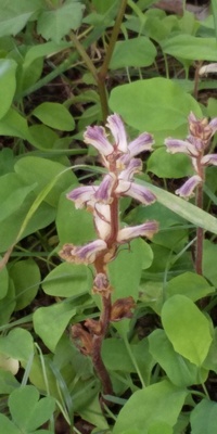 植物の名前がわかりません どなたか 教えてください ムラサキ Yahoo 知恵袋