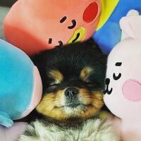 この写真ってtwitterにあげられた写真ですか Btsヨンタン Yahoo 知恵袋