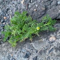 質問があります 道路脇とかに生えているこの草はなんという名前でし Yahoo 知恵袋