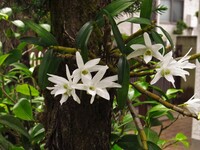 セッコクの花が昨年より少ないんです 枯れた長い枝は気っていいんで Yahoo 知恵袋