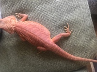 ３年間フトアゴヒゲトカゲを飼っているのですがつい先日より 急 Yahoo 知恵袋
