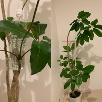 植物に詳しい方宜しくお願いします180cmほどあるシェフレラの仲間のブ Yahoo 知恵袋