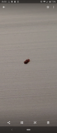 最近 二階のベランダの壁に小さい茶色い甲虫が大量発生していま Yahoo 知恵袋