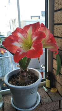 写真のアマリリスの色の名前を教え下さい とても綺麗ですが名前がわかり Yahoo 知恵袋