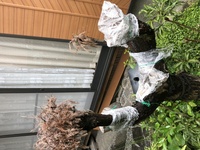 台杉の立ち枝を切ってしまい 台の葉も枯れて来ました どうしたらいいかわ Yahoo 知恵袋