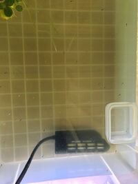 Nvボックスでメダカの針子を飼育してるのですが 水面に餌の食 Yahoo 知恵袋