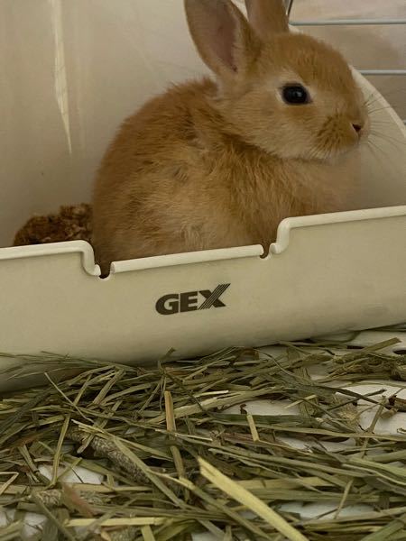 仔うさぎ に関するq A Yahoo 知恵袋