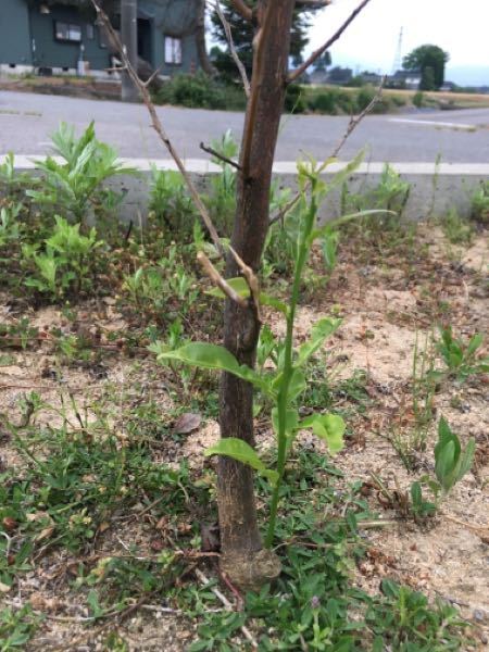 庭にゆずの木を植えています。去年移植したら枯れたのですが、先... - Yahoo!知恵袋