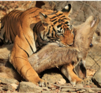 イノシシはクマのように人を食べるのでしょうか 人を襲ってまでして Yahoo 知恵袋