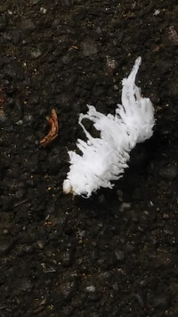 自然公園で面白い芋虫を見ました このふわふわは地毛ですか 毒は有ります Yahoo 知恵袋