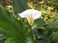 水芭蕉に似ている草で 仏の座というような名前の植物の正式名称をご存 Yahoo 知恵袋