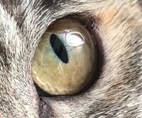 猫の目の中に気泡のようなものを見つけたんですが 放置してても Yahoo 知恵袋