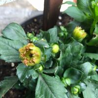 ダリアの花が枯れ始めました 蕾が少し開きだしては枯れます 何 Yahoo 知恵袋