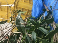 もっこくや金木犀の木の葉っぱにたくさん虫がついています この幼虫何とい Yahoo 知恵袋